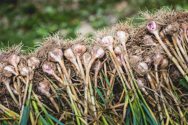 Freshly Picked Garlic Pile with Roots