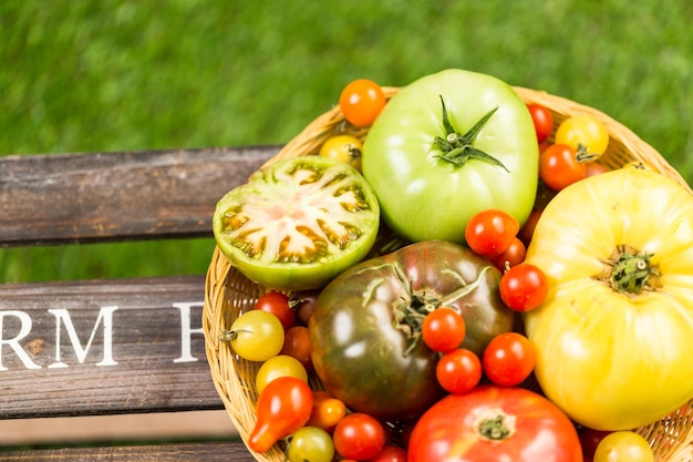 Freshly picked heirloom tomatoes from the backyard farm.