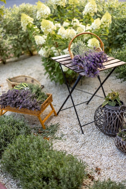 Freshly picked lavender in garden