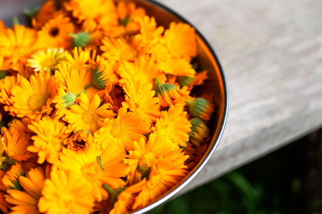 Photo freshly picked marigold flowers. in the bio center