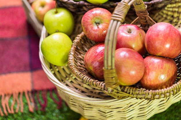 Freshly picked organic apples on the farm.