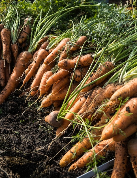 Freshly picked organic homegrown carrot