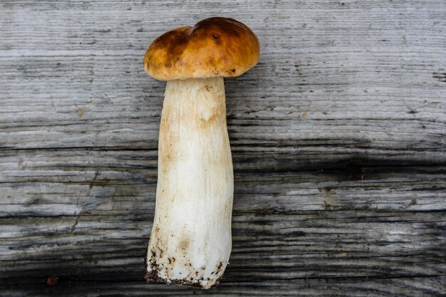 Freshly picked porcini mushroom on a rustic wooden table Top view