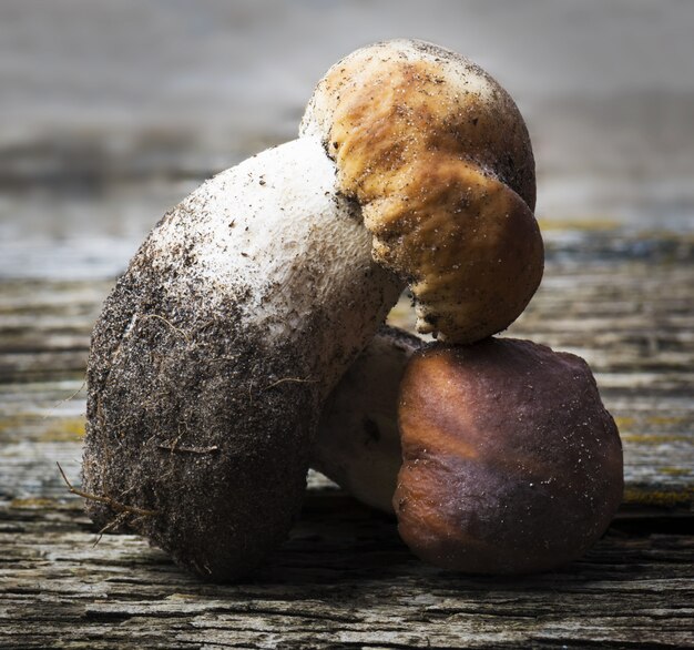 freshly picked porcini mushrooms close-up