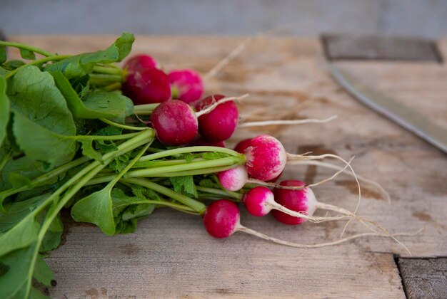 Freshly picked red radish Growing vegetables selective focus