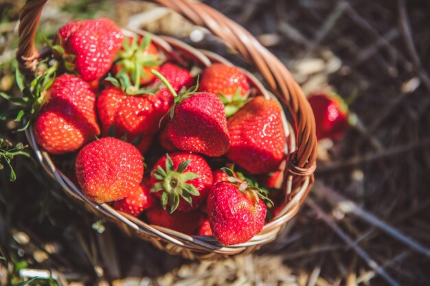 Photo freshly picked strawberries in a basket on a sunny day