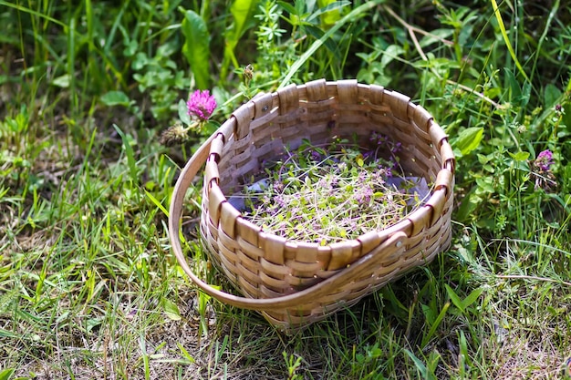 夏の牧草地の背景にバスケットにハーブティー用の摘みたてタイム ハーブ