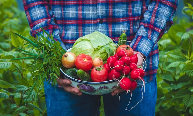 Свежесобранные овощи Фермер держит миску со свежими овощами
