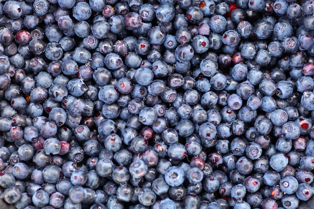 Freshly picked wild blueberry with drops of water Top view Concept of healthy and dieting eating