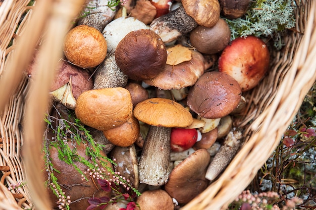 Freshly picked wild mushrooms decorated with sprigs of wild heather in wicker basket autumn hobby