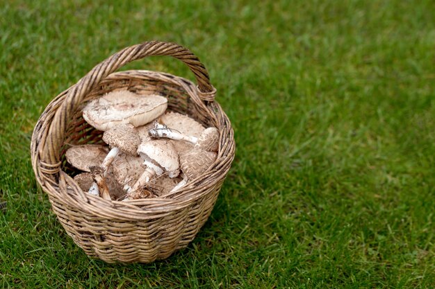 Funghi selvatici appena raccolti dalla foresta locale