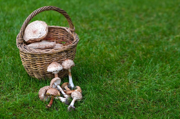 Свежесобранные лесные грибы из местного леса