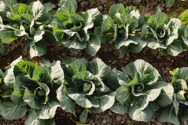 Freshly planted cabbage in the field between the greenhouses