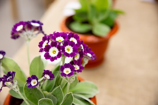 Freshly planted flowerspurplepink and white buds of primrose closeup on blurred background spring plantgarden center or plant nursery catalogue Sale of green spaces