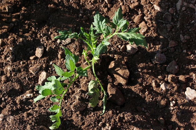 Freshly Planted Tomato Seedling