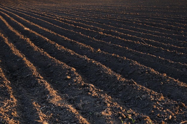 Freshly plowed and sown field time for sowing