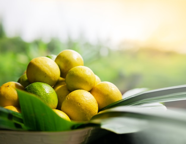 Foto i limoni appena maturi raccolti, molti limoni in un cesto di vimini decorano con foglie di banano, con