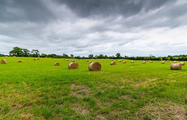 Freshly rolled straw bales in the green field with dramatic low sky.