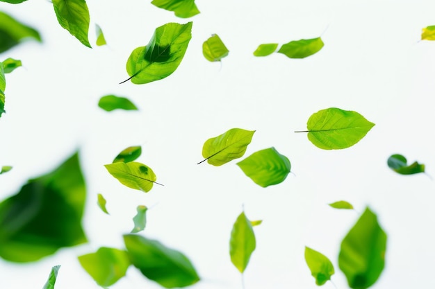 Photo freshness concept with floating green leaves on white
