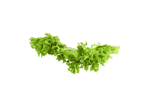 Freshness green leaf lettuce on white 