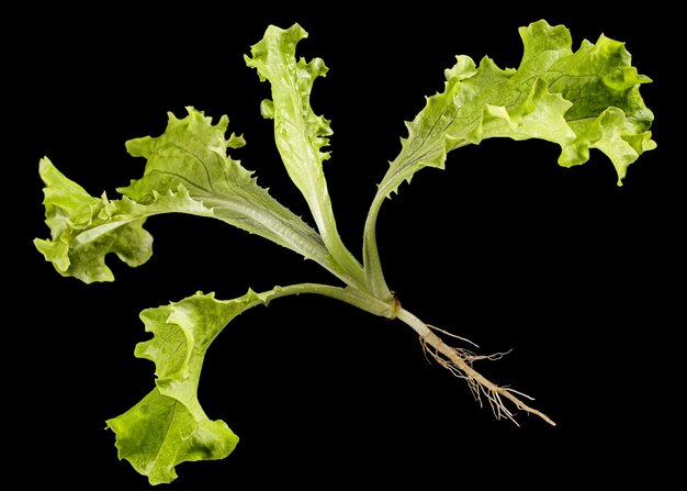 Photo freshness green leaf lettuce with root isolated on black background