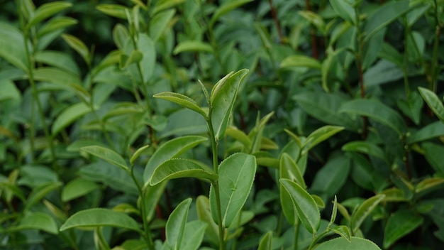 ブッシュに新鮮な緑茶の葉。