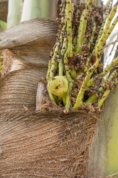 Freshness kokosnoot bloemen brunch op plant.