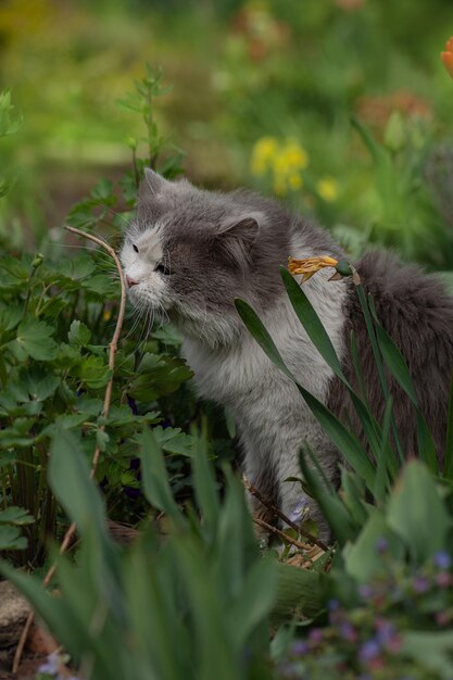 Freschezza e aroma gradevole di erbe e fiori estivi il gatto curioso e curioso annusa i fiori in una giornata limpida