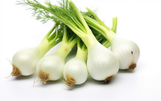 Freshness Redefined with Fennel Bulbs