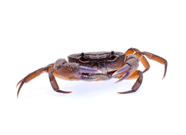 Freshwater crabs isolated on white