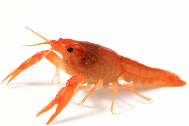 Freshwater crayfish isolated on white background