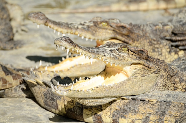 Freshwater crocodile, Siamese crocodile (Crocodylus siamensis)