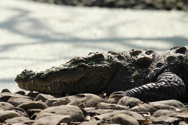 Photo freshwater crocodile