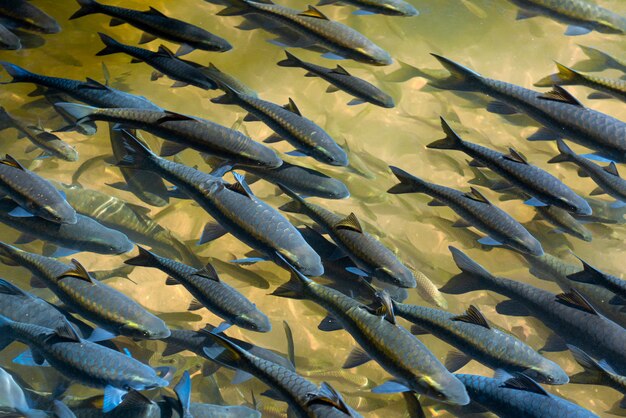 写真 池や檻で飼育された淡水魚。黄色い魚が水中をクリア