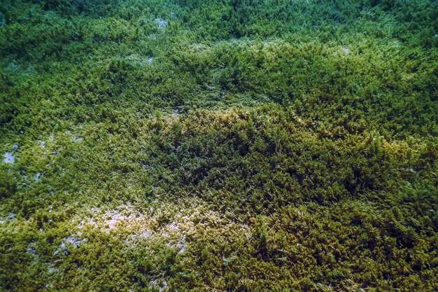 Пресноводная флора Подводный пресноводный ландшафт Подводная флора