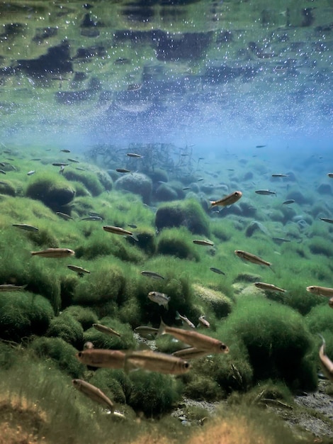 Freshwater Flora Underwater Freshwater Landscape Underwater Flora