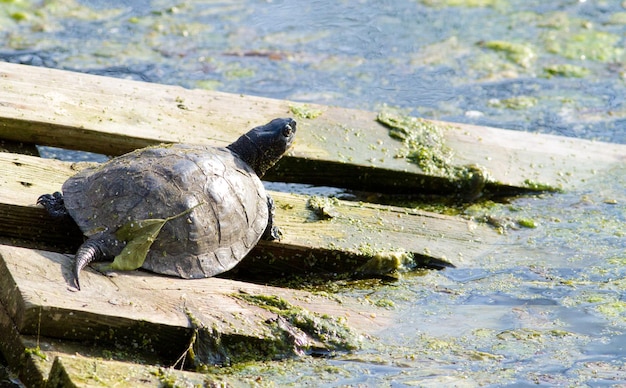 Freshwater turtle emys Reptile basking in the sun