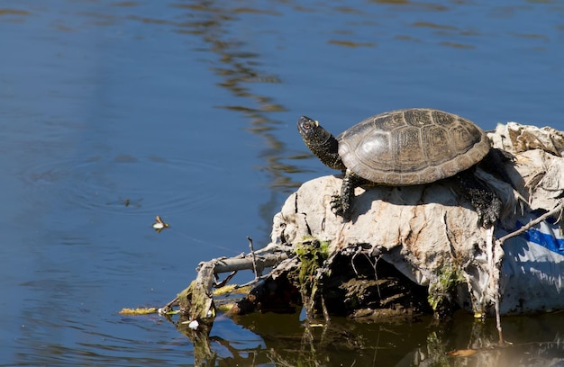 Freshwater turtle emys Reptile basking in the sun