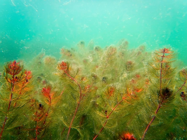 Freshwater underwater scene freshwater rivers and lakes