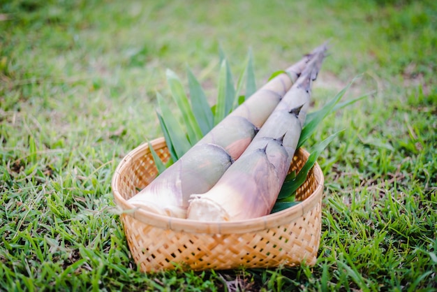 Fress bamboo shoot on basket on green grass ground