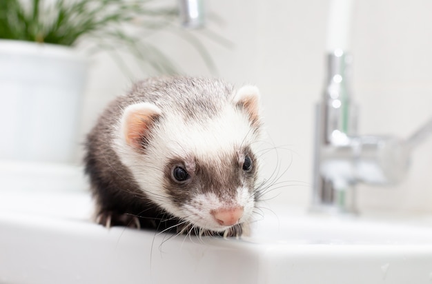 Fret (bunzing) in de badkamer