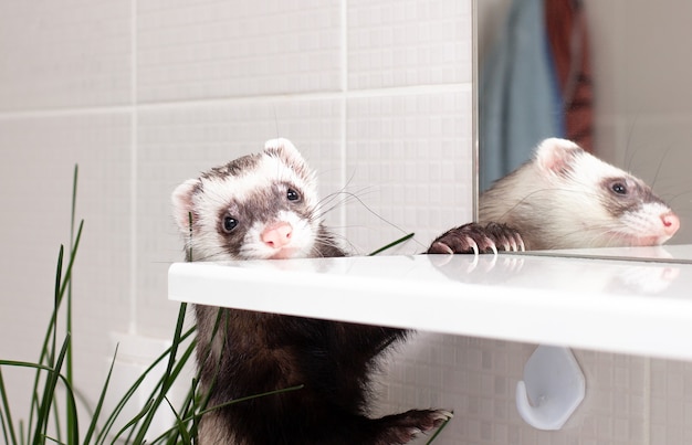 Fret (bunzing) speelt in de badkamer