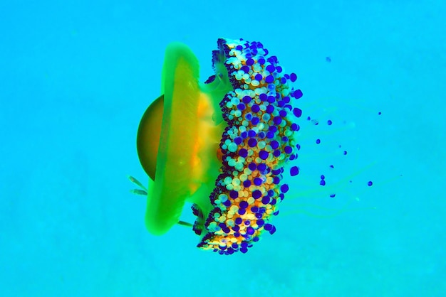 Fried Egg Jellyfish - Cotylorhiza tuberculata