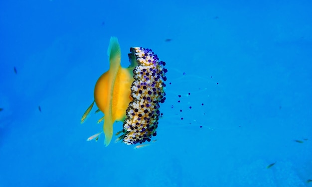 Fried Egg Jellyfish - Cotylorhiza tuberculata