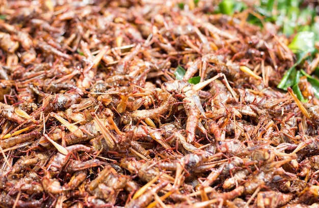 Fried grasshoppers on the counter