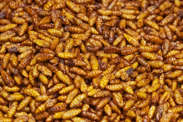 Fried silkworm close up, thai street food market