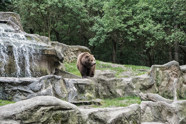 Friendly brown bear walking in zoo. Cute big bear stony landscape nature background. Zoo concept. Animal wild life. Adult brown bear in natural environment. Animal rights.