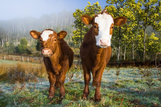 Photo friendly cows in mt field tasmania australia