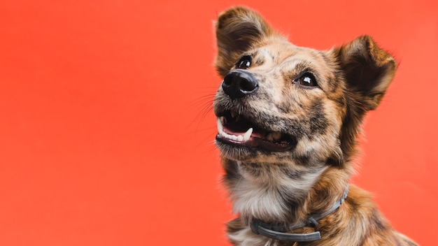 コピースペースを探しているフレンドリーなかわいい犬