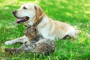 Cane e gatto amichevoli che riposa sopra il fondo dell'erba verde
